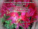 Gottes Schutz und Leitung